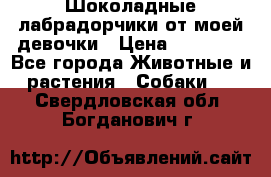 Шоколадные лабрадорчики от моей девочки › Цена ­ 25 000 - Все города Животные и растения » Собаки   . Свердловская обл.,Богданович г.